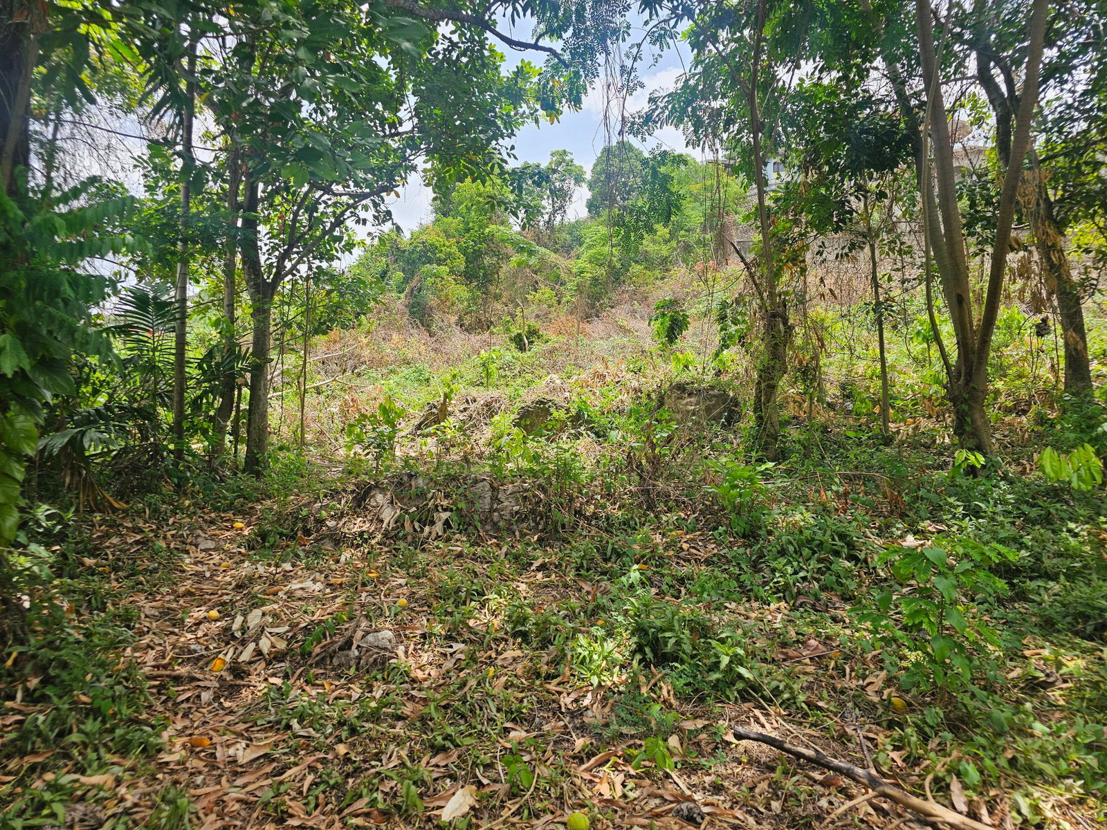 Fifteenth image of Lot 58d Brentwood Terrace in Kingston 19, St. Andrew, Jamaica - property is For Sale
