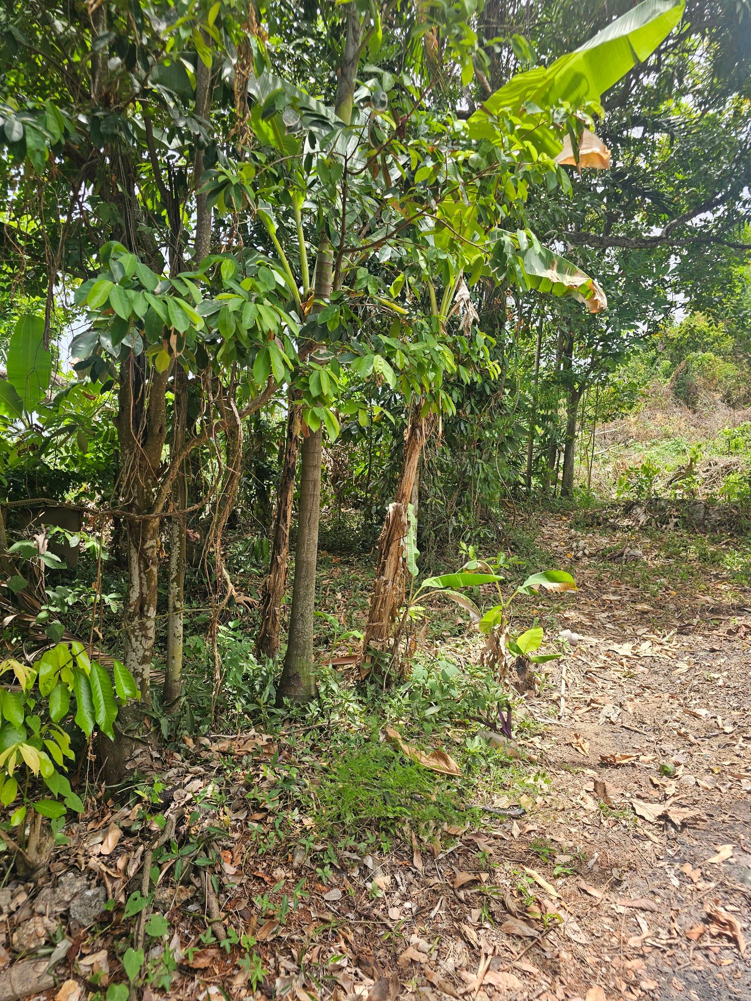 Eighteenth image of Lot 58d Brentwood Terrace in Kingston 19, St. Andrew, Jamaica - property is For Sale