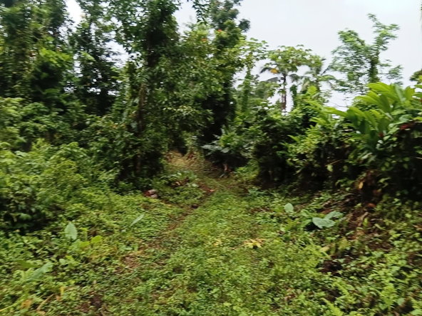 Second image of Ecclesdown, Portland in Ecclesdown, Portland, Jamaica - property is For Sale