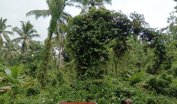 Fifth image of Ecclesdown, Portland in Ecclesdown, Portland, Jamaica - property is For Sale