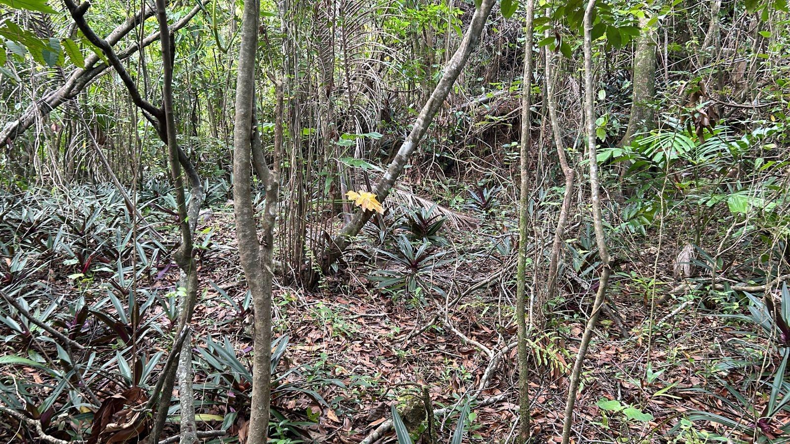Fifth image of 141 & 142 San San in SAN SAN, Portland, Jamaica - property is For Sale