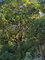 First image of Part Of- Wentworth in Wentworth, St. Mary, Jamaica - property is For Sale