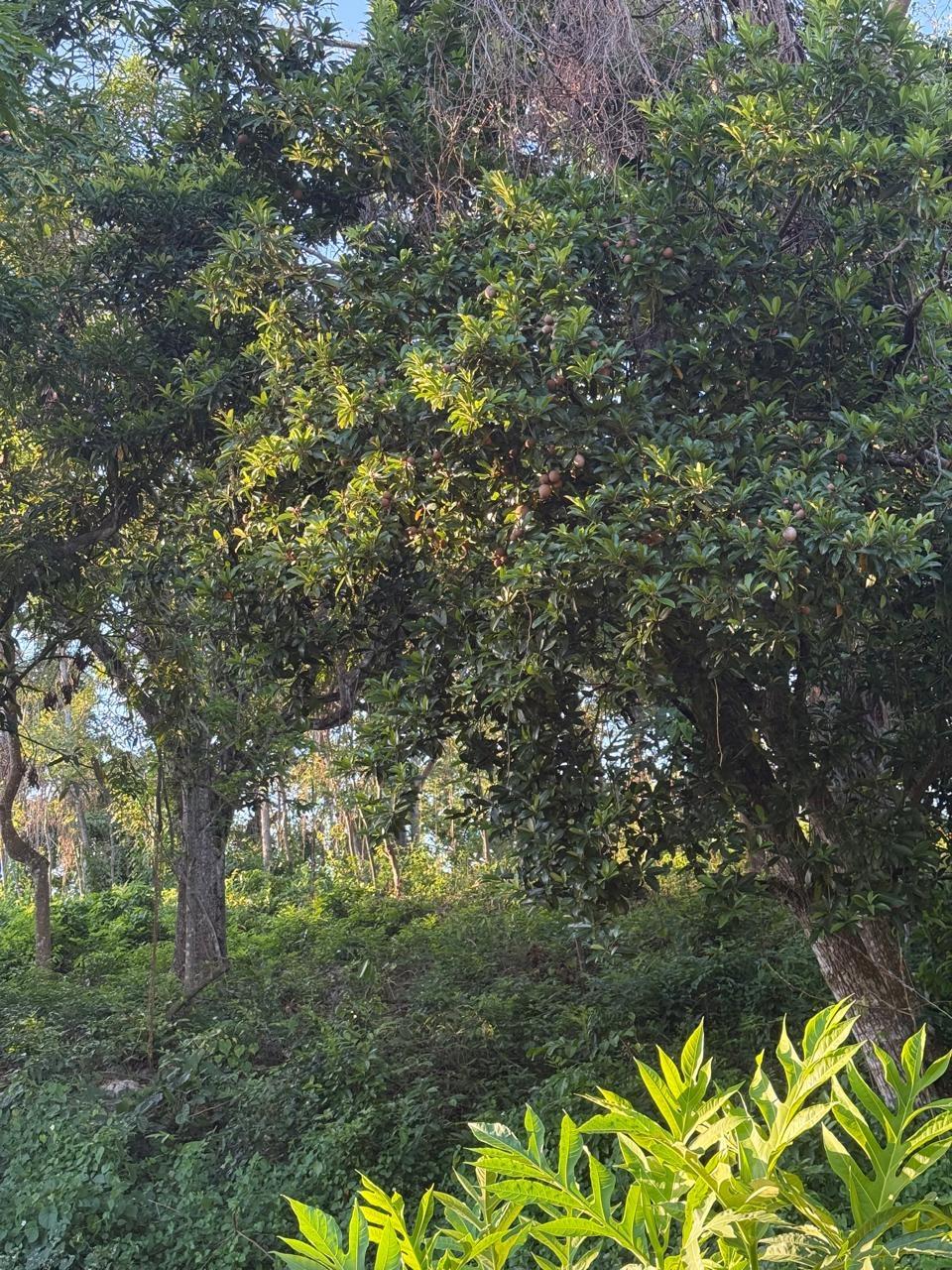 Second image of Part Of- Wentworth in Wentworth, St. Mary, Jamaica - property is For Sale