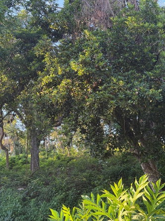 Second image of Part Of- Wentworth in Wentworth, St. Mary, Jamaica - property is For Sale
