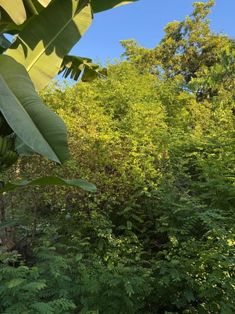 Third image of Part Of- Wentworth in Wentworth, St. Mary, Jamaica - property is For Sale