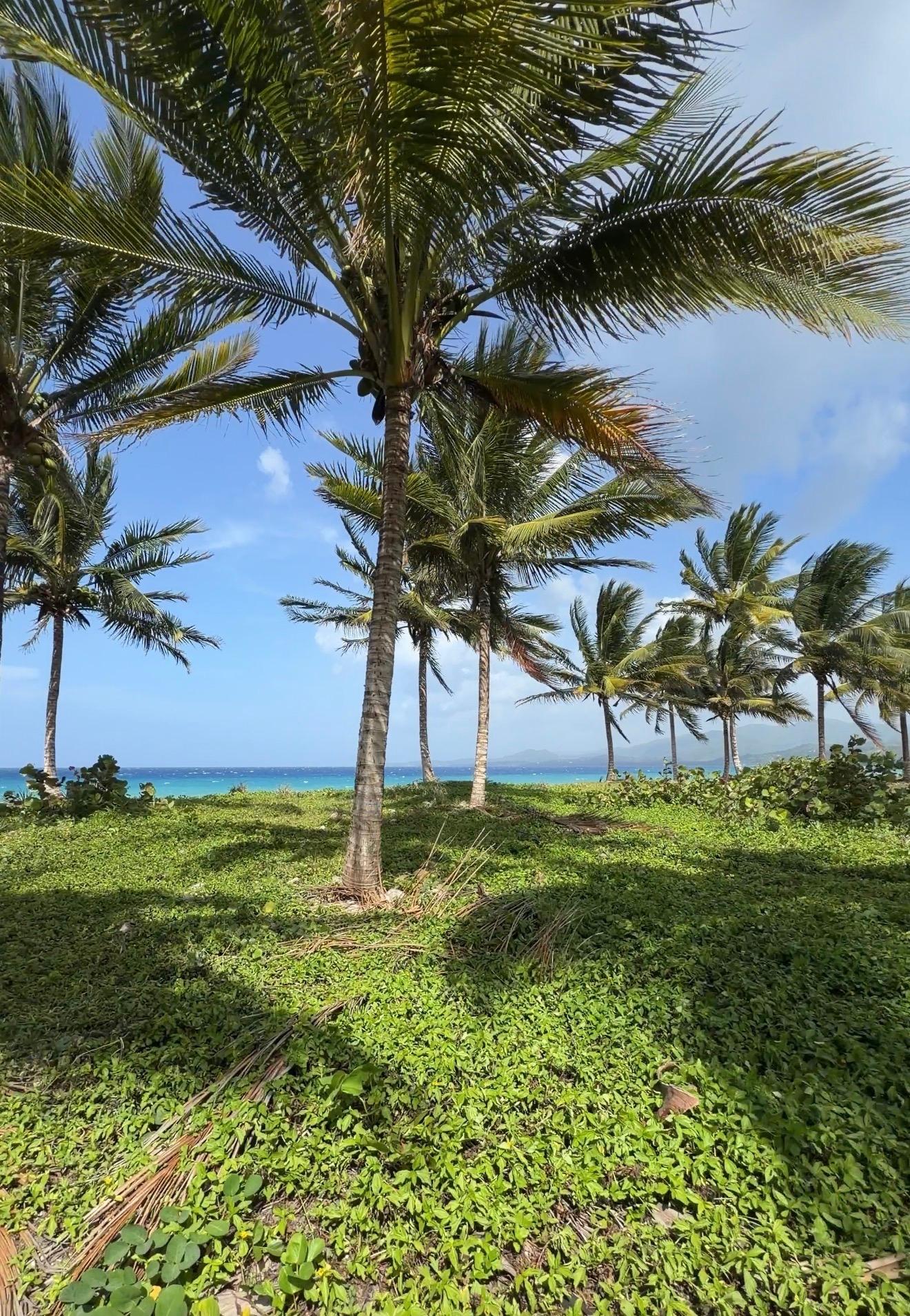 First image of Woodstock Estate, Buff ba in Buff Bay, Portland, Jamaica - property is For Sale