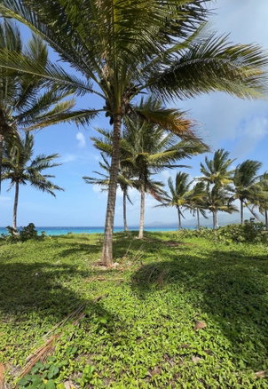 First image of Woodstock Estate, Buff ba in Buff Bay, Portland, Jamaica - property is For Sale