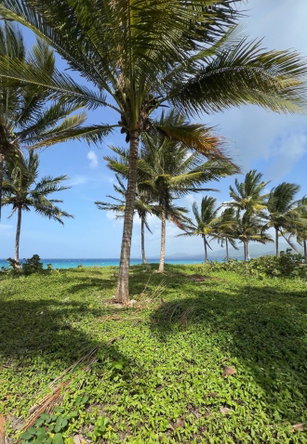 First image of Woodstock Estate, Buff ba in Buff Bay, Portland, Jamaica - property is For Sale