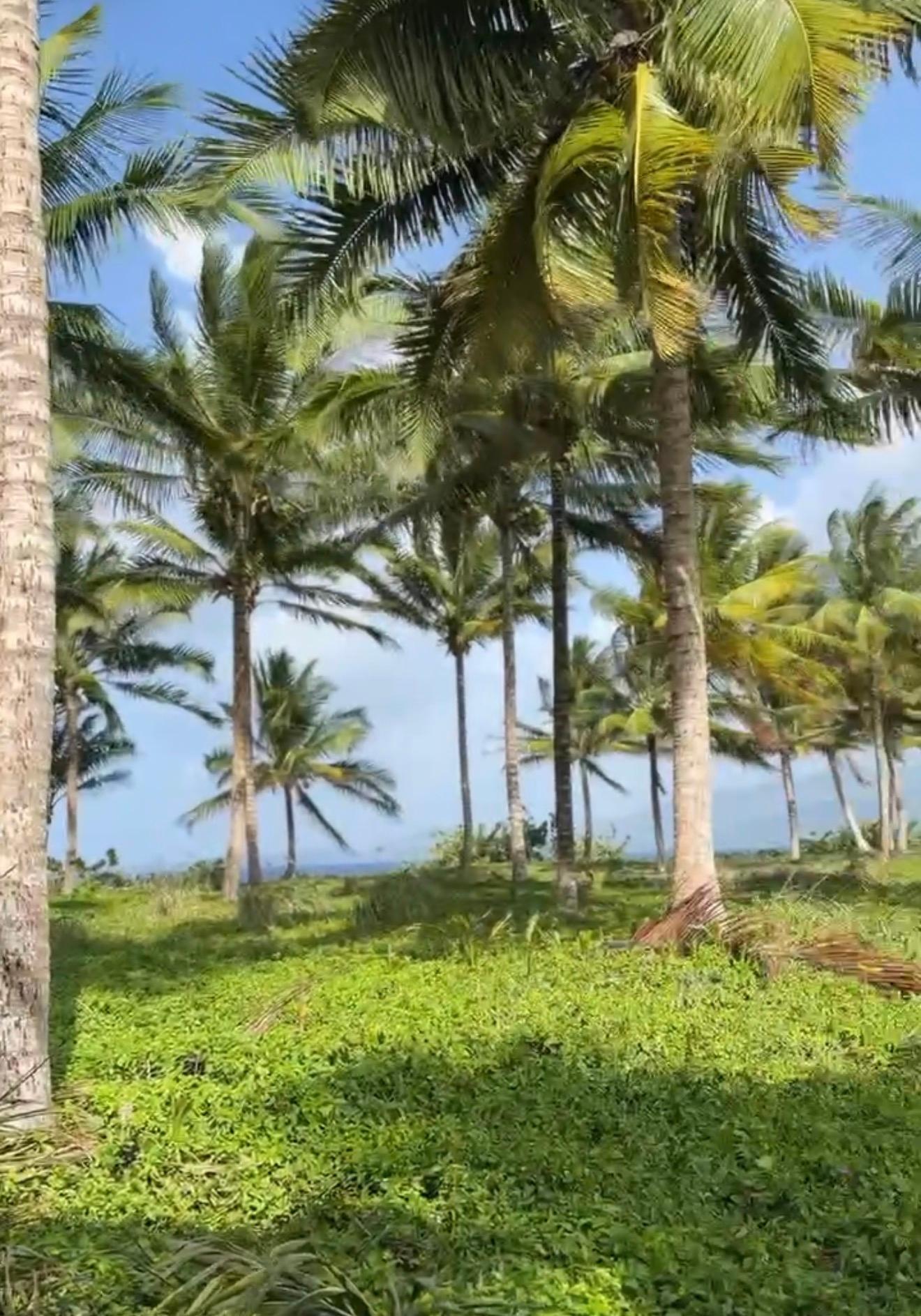 Second image of Woodstock Estate, Buff ba in Buff Bay, Portland, Jamaica - property is For Sale