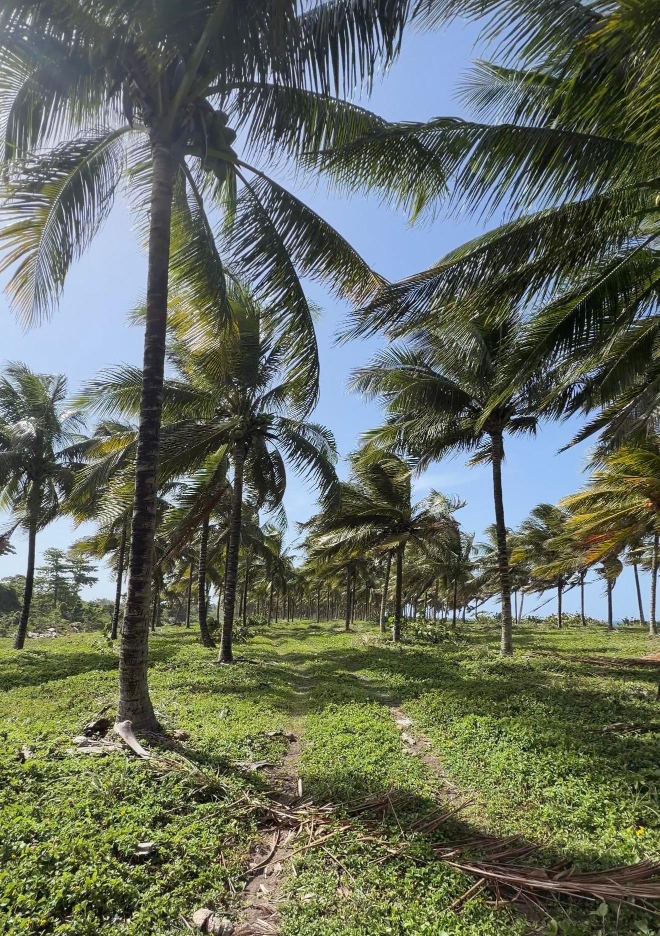 Third image of Woodstock Estate, Buff ba in Buff Bay, Portland, Jamaica - property is For Sale
