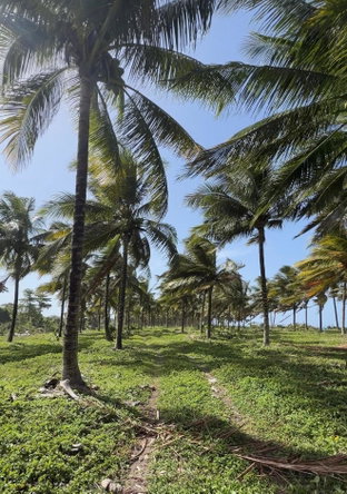 Third image of Woodstock Estate, Buff ba in Buff Bay, Portland, Jamaica - property is For Sale