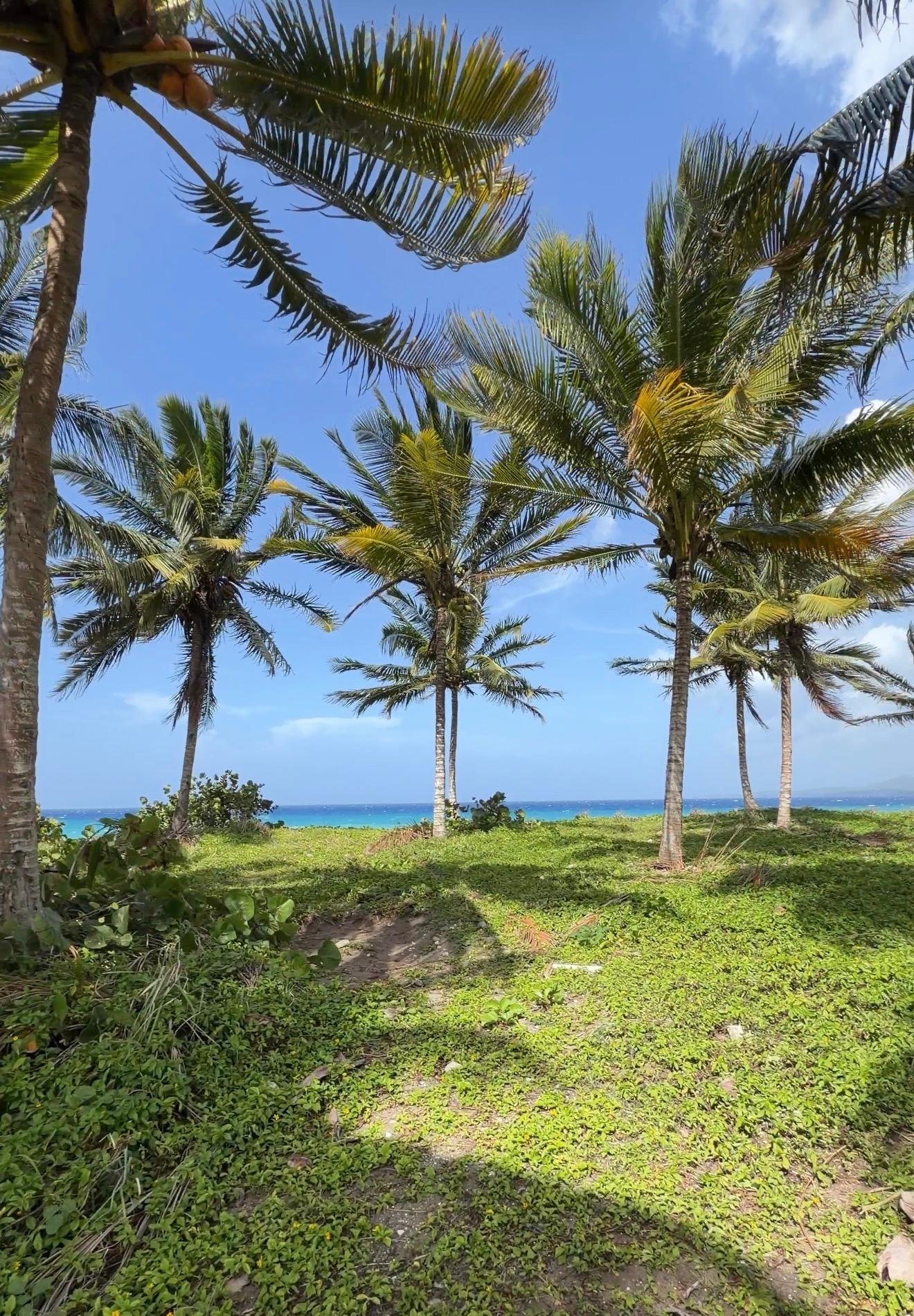 Fifth image of Woodstock Estate, Buff ba in Buff Bay, Portland, Jamaica - property is For Sale