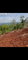 First image of Roses Valley st Elizabeth in Rose Valley, St. Elizabeth, Jamaica - property is For Sale