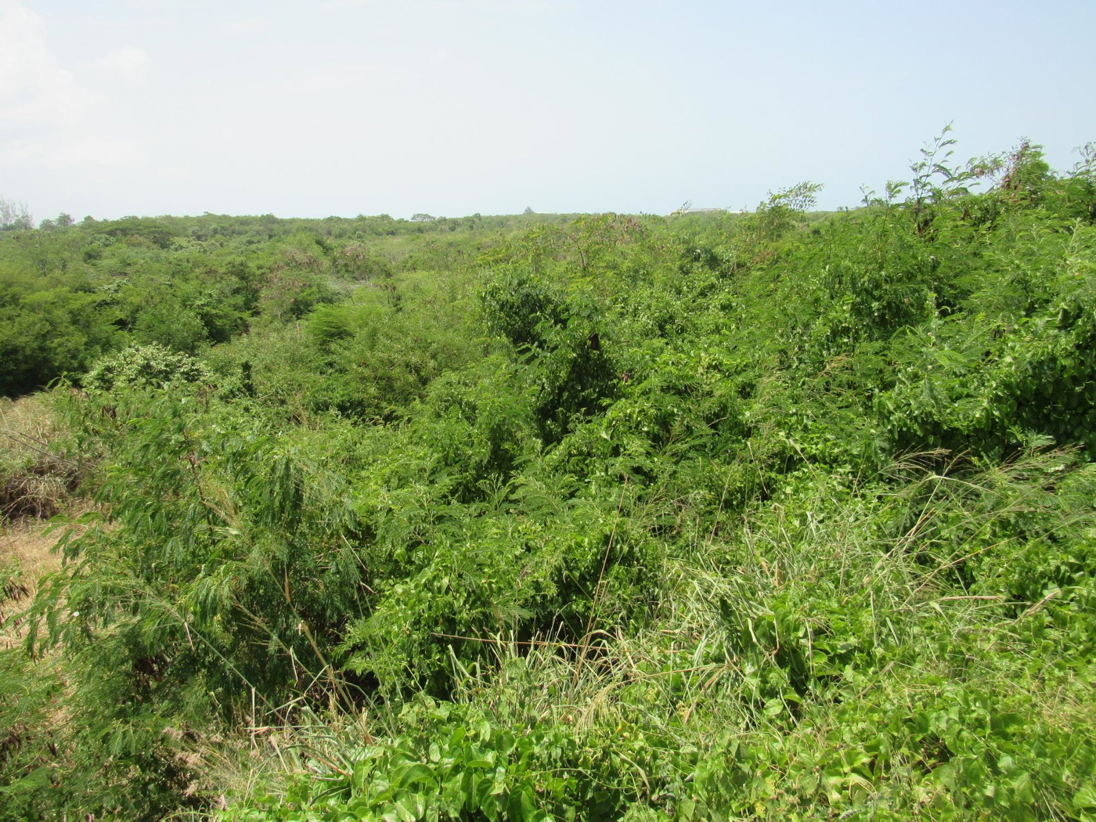 Fourth image of 190 Sunflower Crescent, Longv in Longville, Clarendon, Jamaica - property is For Sale