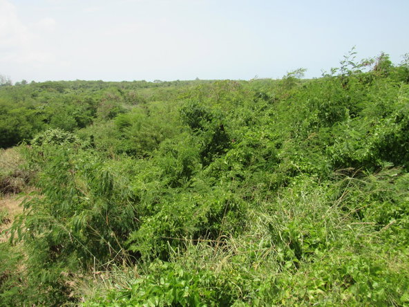 Fourth image of 190 Sunflower Crescent, Longv in Longville, Clarendon, Jamaica - property is For Sale