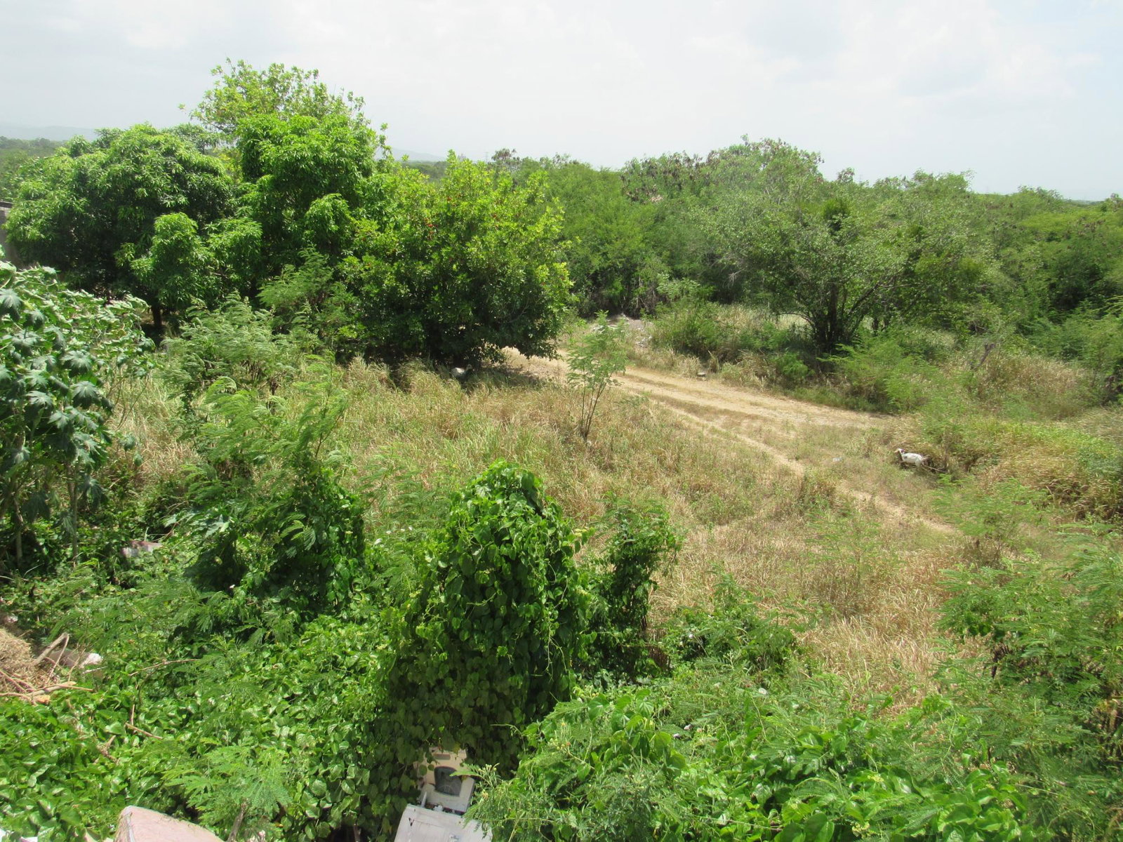 Fifth image of 190 Sunflower Crescent, Longv in Longville, Clarendon, Jamaica - property is For Sale