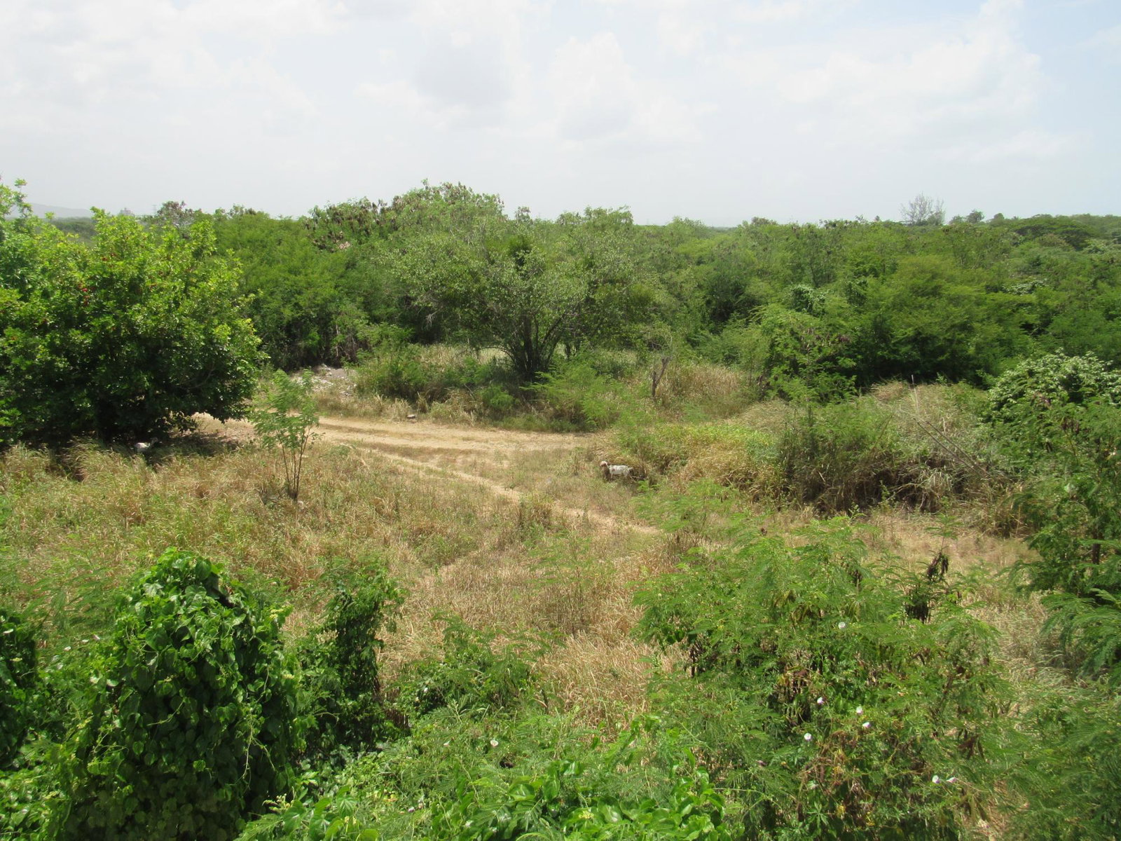Seventh image of 190 Sunflower Crescent, Longv in Longville, Clarendon, Jamaica - property is For Sale