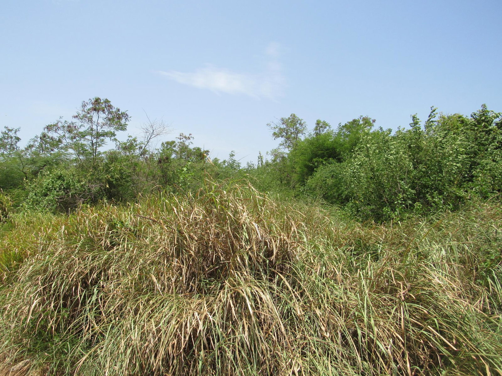 Eighth image of 190 Sunflower Crescent, Longv in Longville, Clarendon, Jamaica - property is For Sale