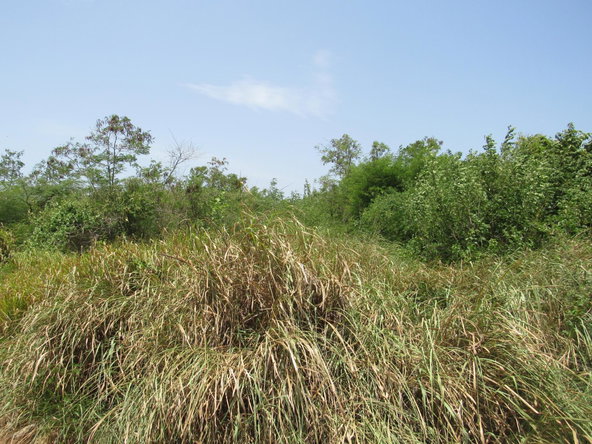 Eighth image of 190 Sunflower Crescent, Longv in Longville, Clarendon, Jamaica - property is For Sale