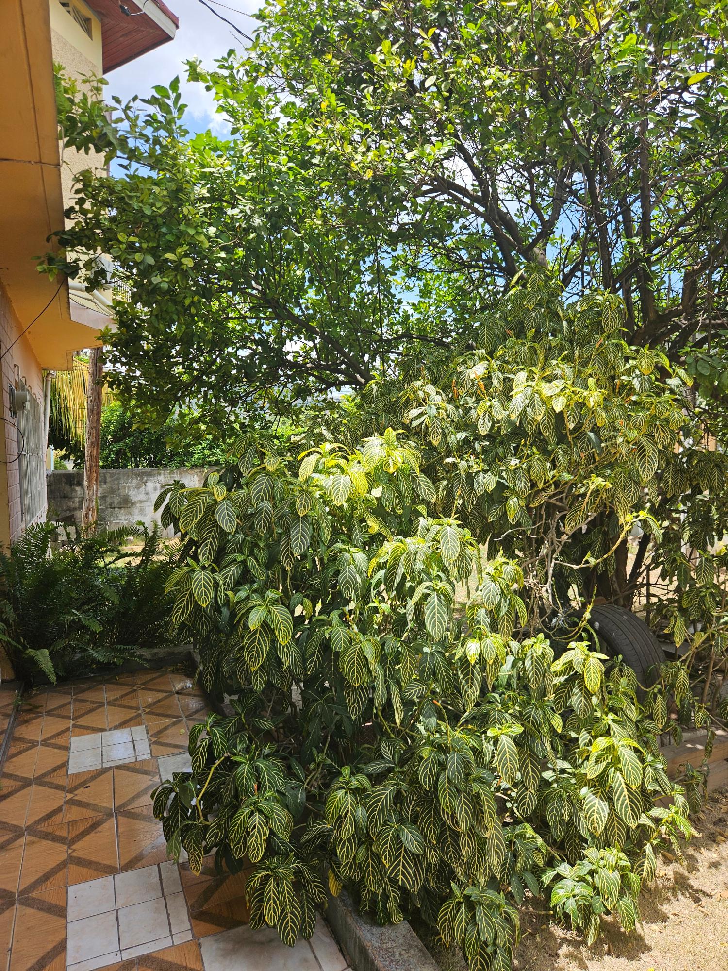 Second image of Apt 7-3 Harrad Crescent, Patrick in Kingston 20, St. Andrew, Jamaica - property is For Rent