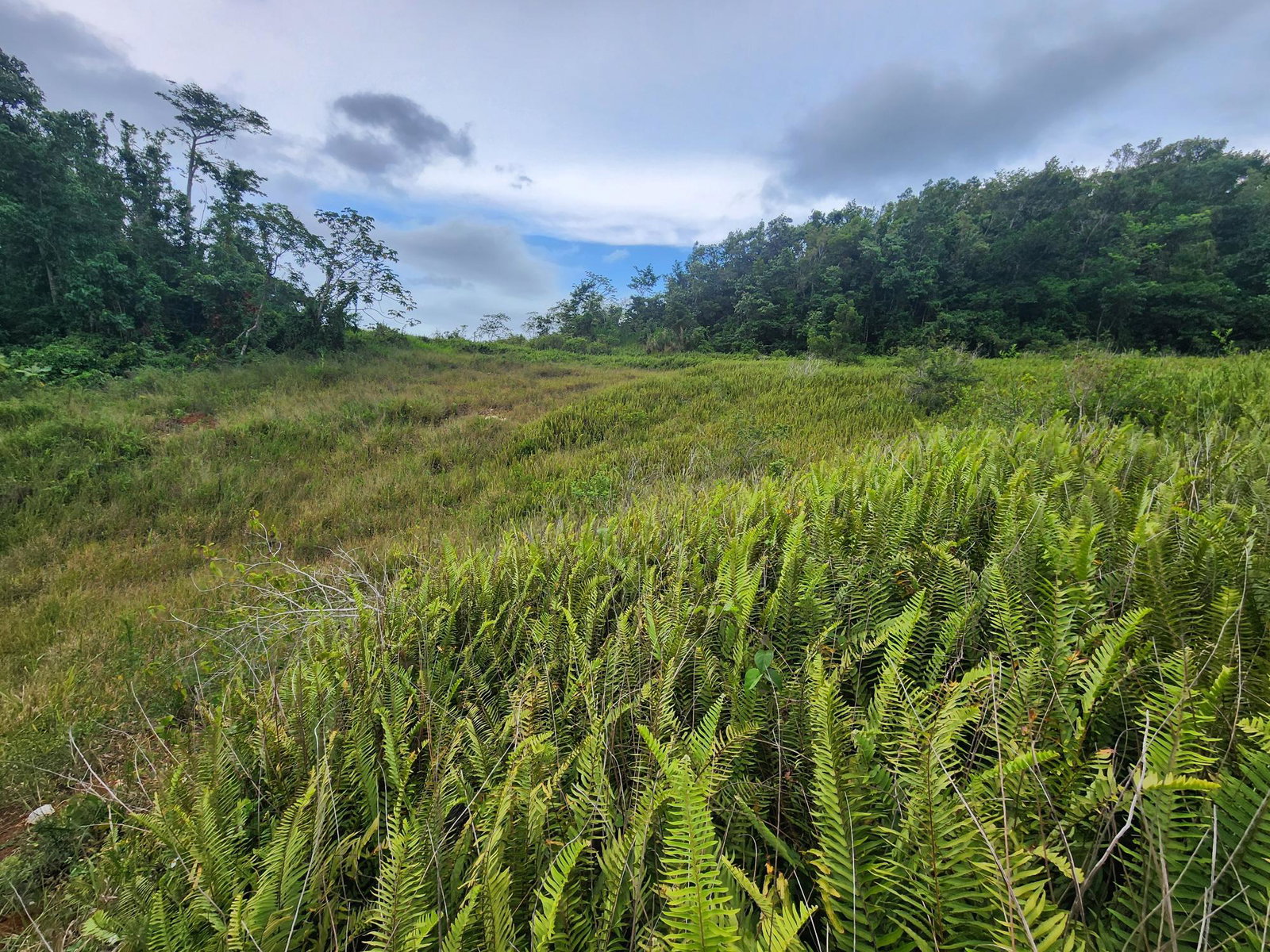 Nineteenth image of 97 Ravenswood Avenue in Mandeville, Manchester, Jamaica - property is For Sale