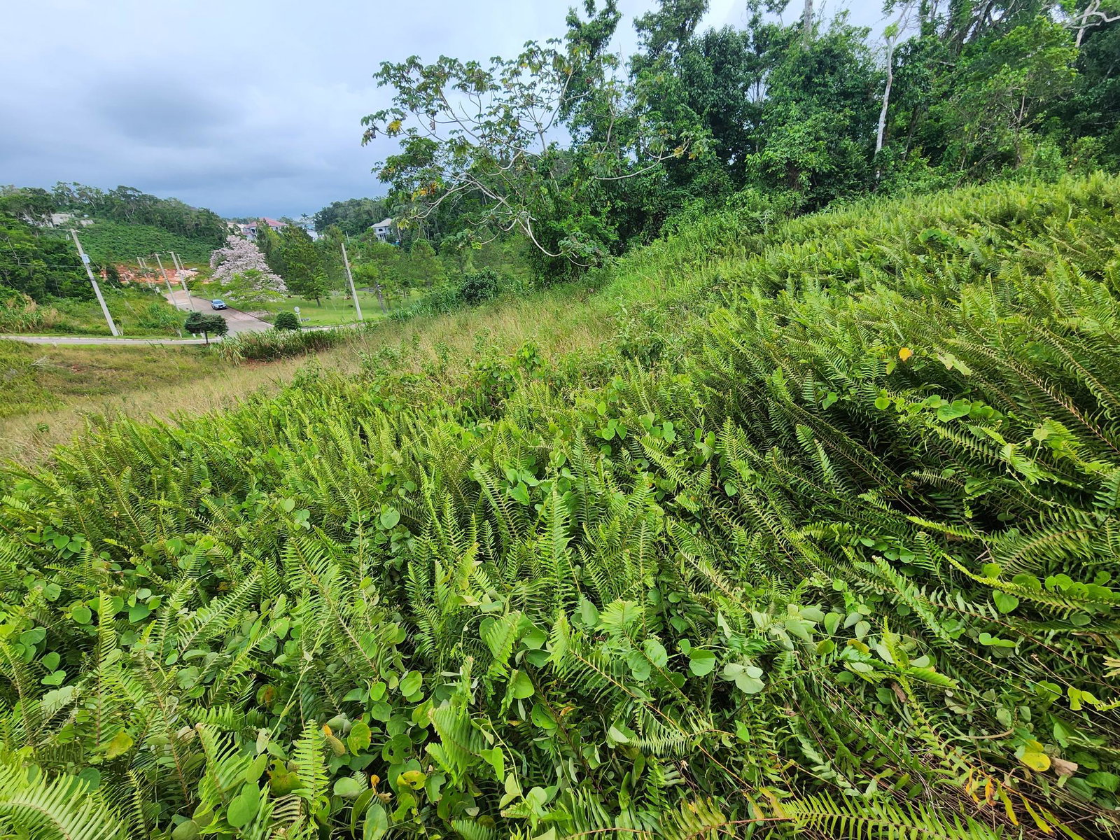 Twentieth image of 97 Ravenswood Avenue in Mandeville, Manchester, Jamaica - property is For Sale