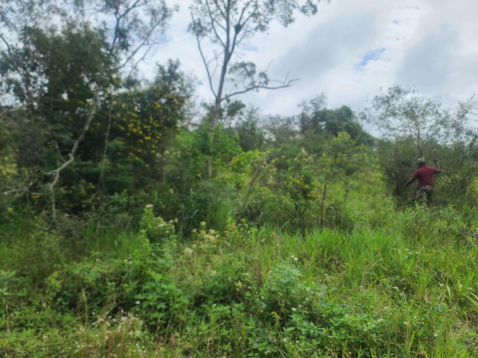 Fifth image of 362 New Wales, Knockpatrick m in Knockpatirck, Manchester, Jamaica - property is For Sale