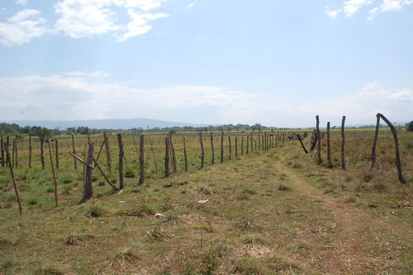 Third image of Part of Bogue, Saint Elizabeth in Elim, St. Elizabeth, Jamaica - property is For Sale