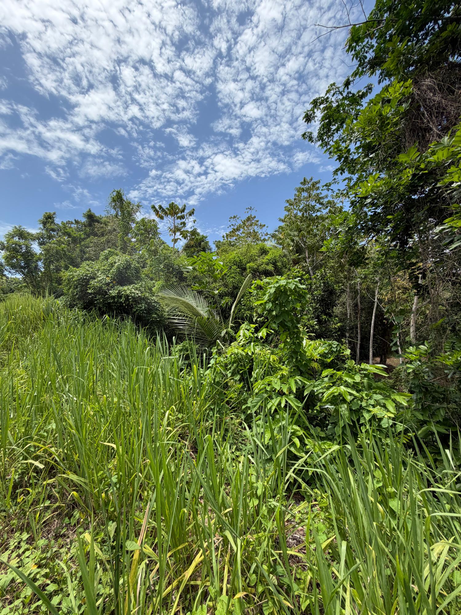 First image of 12 Rosend in Albany, St. Mary, Jamaica - property is For Sale