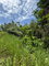 First image of 12 Rosend in Albany, St. Mary, Jamaica - property is For Sale