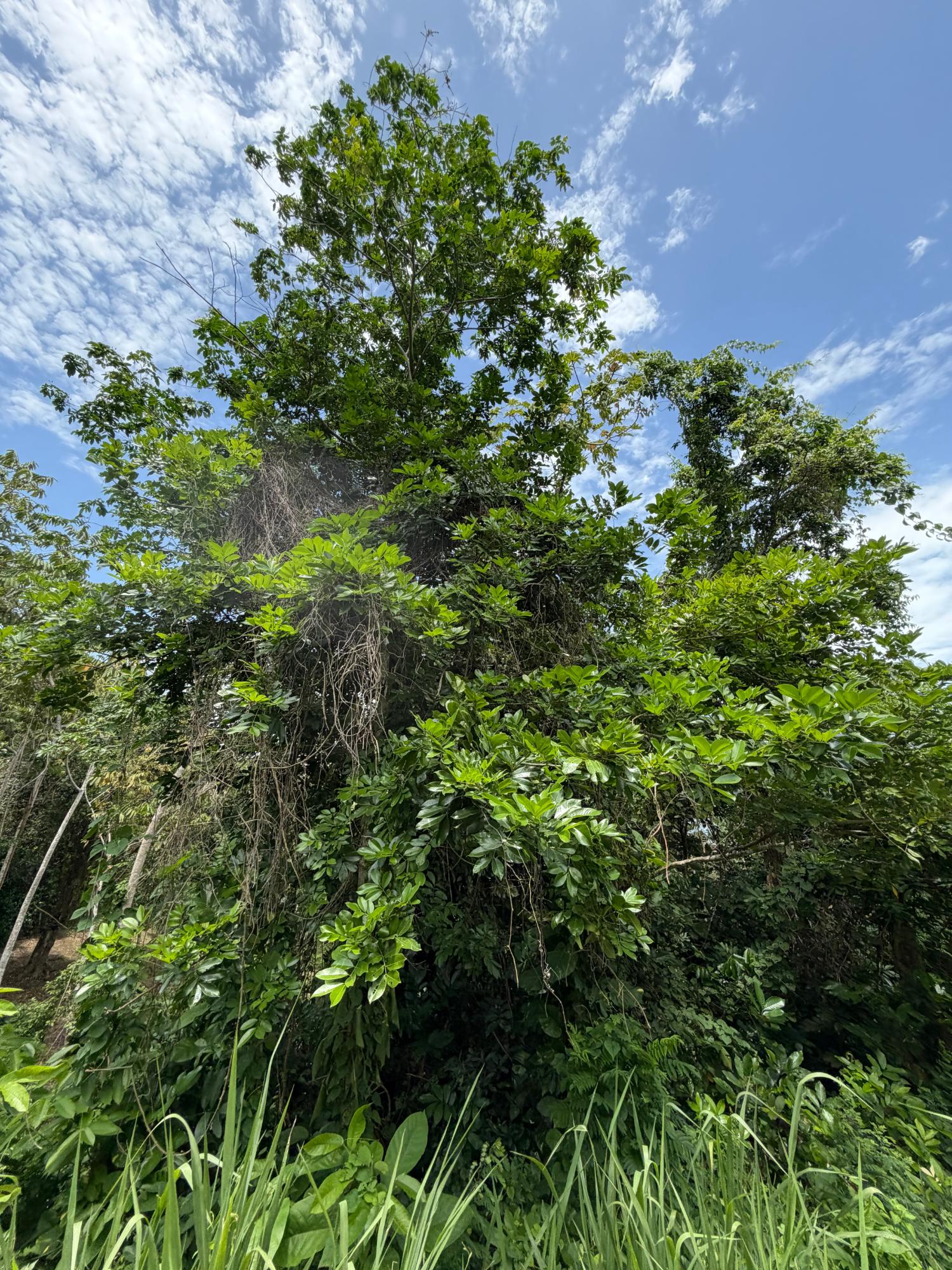 Second image of 12 Rosend in Albany, St. Mary, Jamaica - property is For Sale