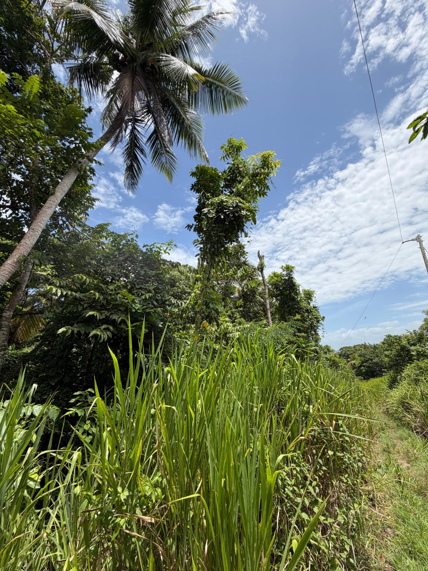 Third image of 12 Rosend in Albany, St. Mary, Jamaica - property is For Sale