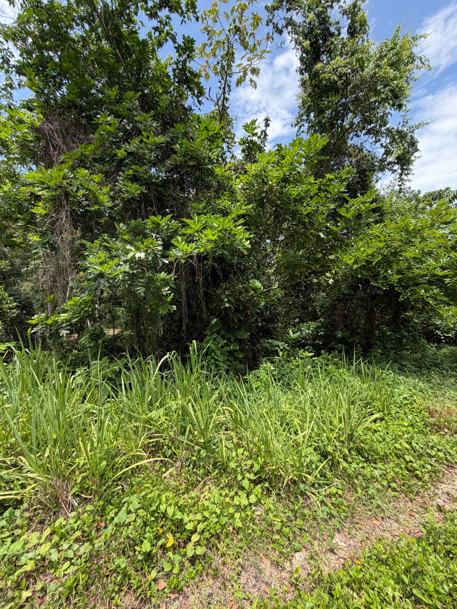 Fifth image of 12 Rosend in Albany, St. Mary, Jamaica - property is For Sale