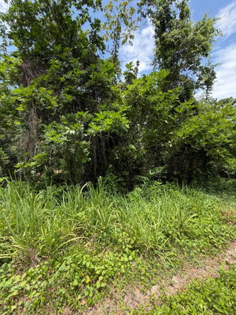 Fifth image of 12 Rosend in Albany, St. Mary, Jamaica - property is For Sale