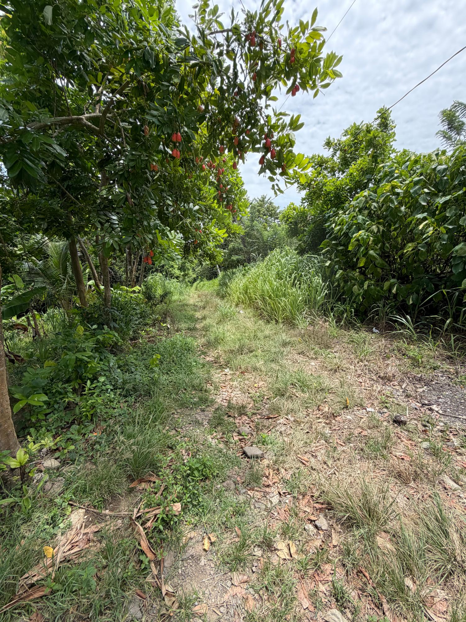 Sixth image of 12 Rosend in Albany, St. Mary, Jamaica - property is For Sale