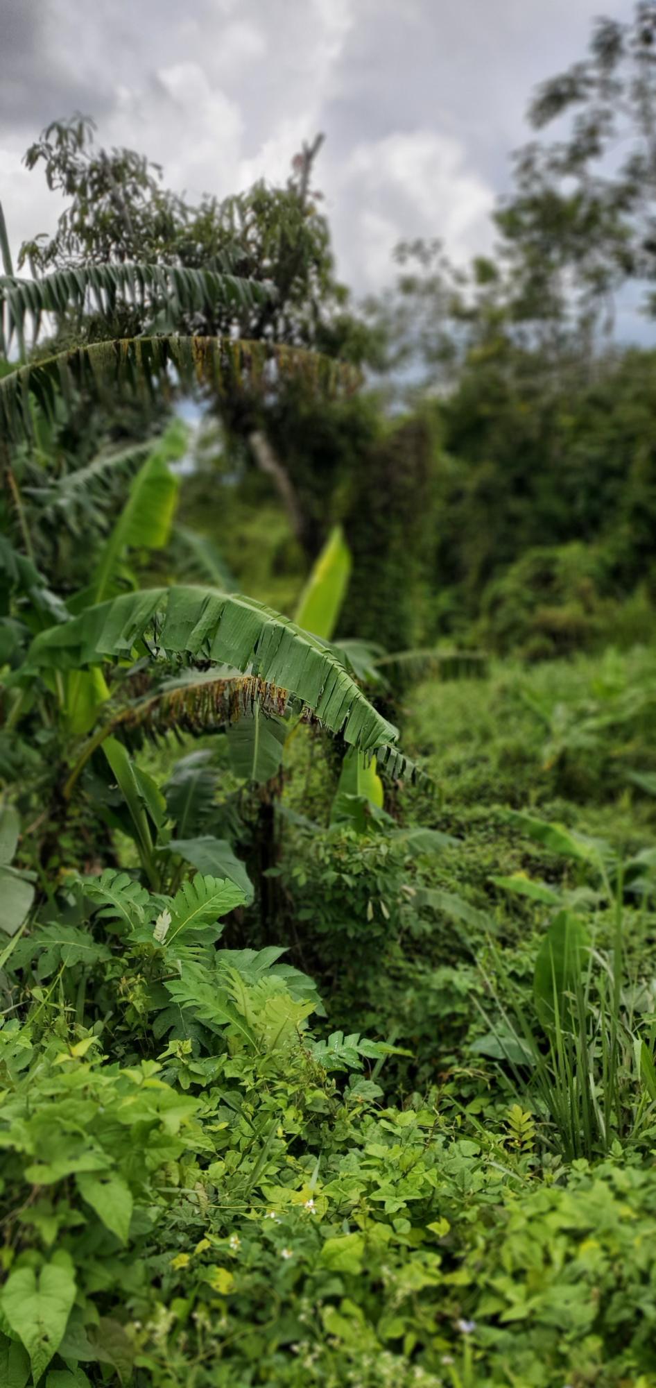 Thirteenth image of 3 Bamboo Avenue. Santa Mar in SANTA MARIA, St. Catherine, Jamaica - property is For Sale