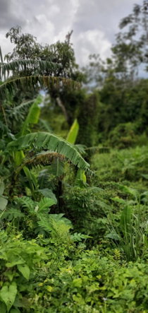 Thirteenth image of 3 Bamboo Avenue. Santa Mar in SANTA MARIA, St. Catherine, Jamaica - property is For Sale