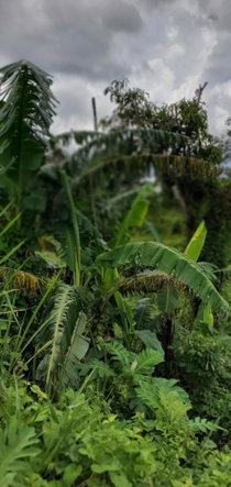 Fourteenth image of 3 Bamboo Avenue. Santa Mar in SANTA MARIA, St. Catherine, Jamaica - property is For Sale
