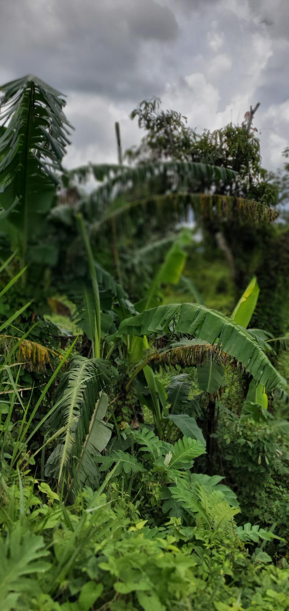 Twentieth image of 3 Bamboo Avenue. Santa Mar in SANTA MARIA, St. Catherine, Jamaica - property is For Sale