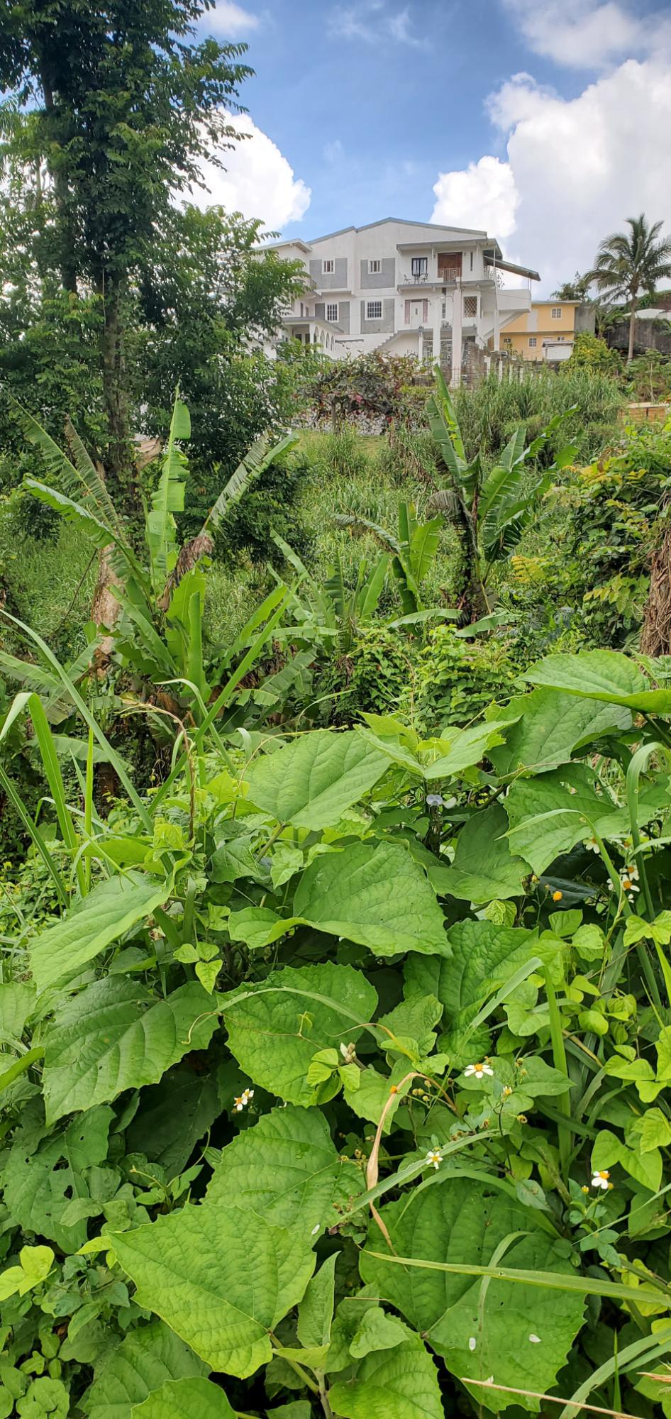 Twenty-Second image of 3 Bamboo Avenue. Santa Mar in SANTA MARIA, St. Catherine, Jamaica - property is For Sale