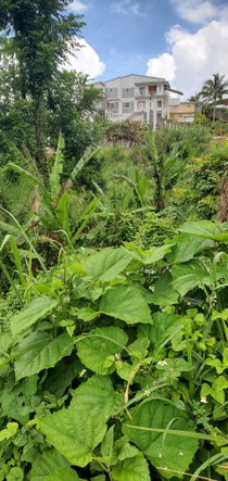 Twenty-Second image of 3 Bamboo Avenue. Santa Mar in SANTA MARIA, St. Catherine, Jamaica - property is For Sale