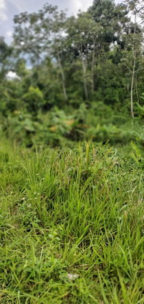 Ninth image of 3 Bamboo Avenue. Santa Mar in SANTA MARIA, St. Catherine, Jamaica - property is For Sale
