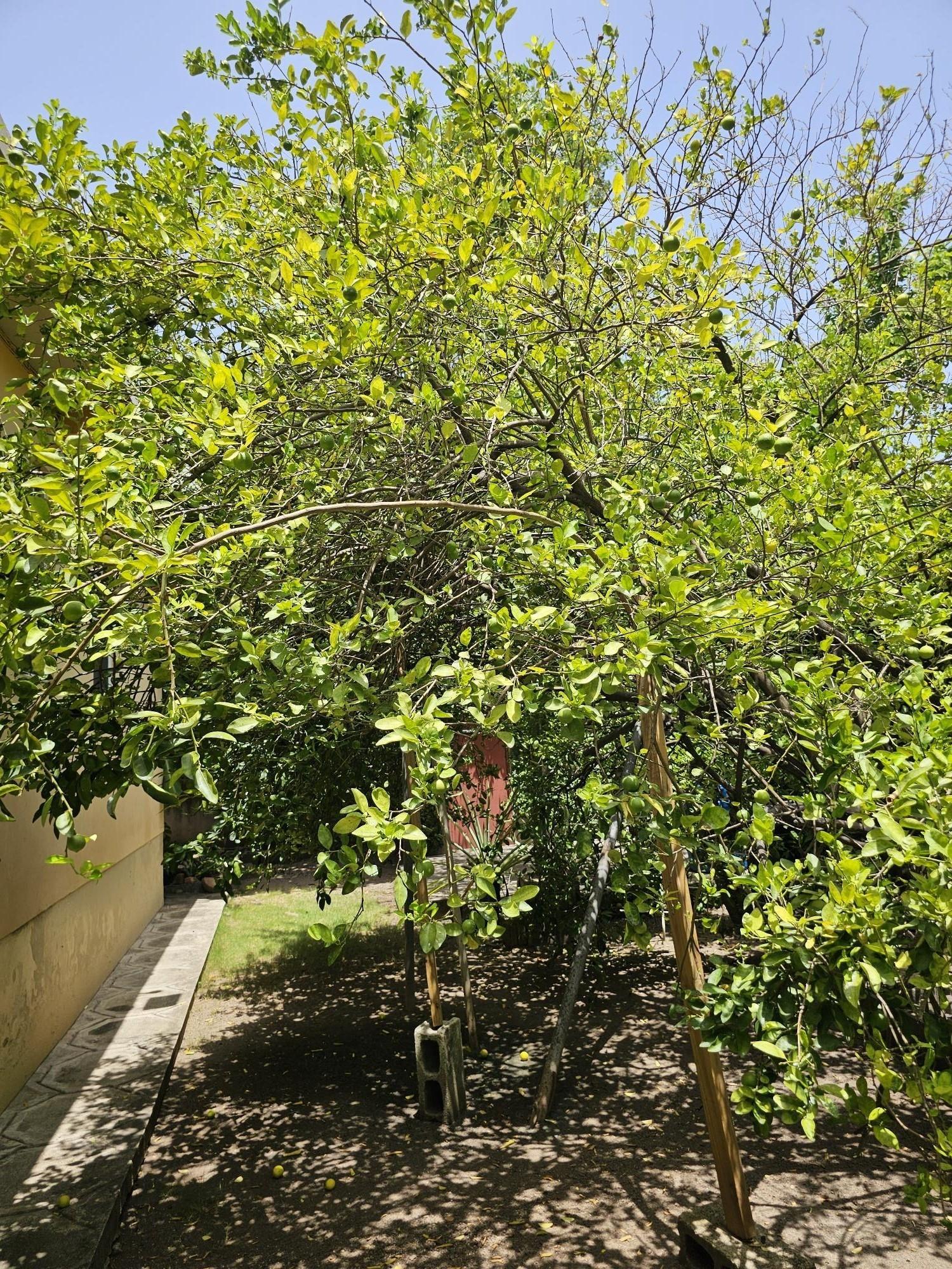 Twenty-First image of 11b Ponciana Grove in Kingston 19, St. Andrew, Jamaica - property is For Sale