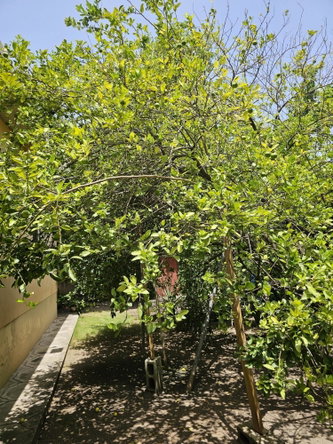 Twenty-First image of 11b Ponciana Grove in Kingston 19, St. Andrew, Jamaica - property is For Sale