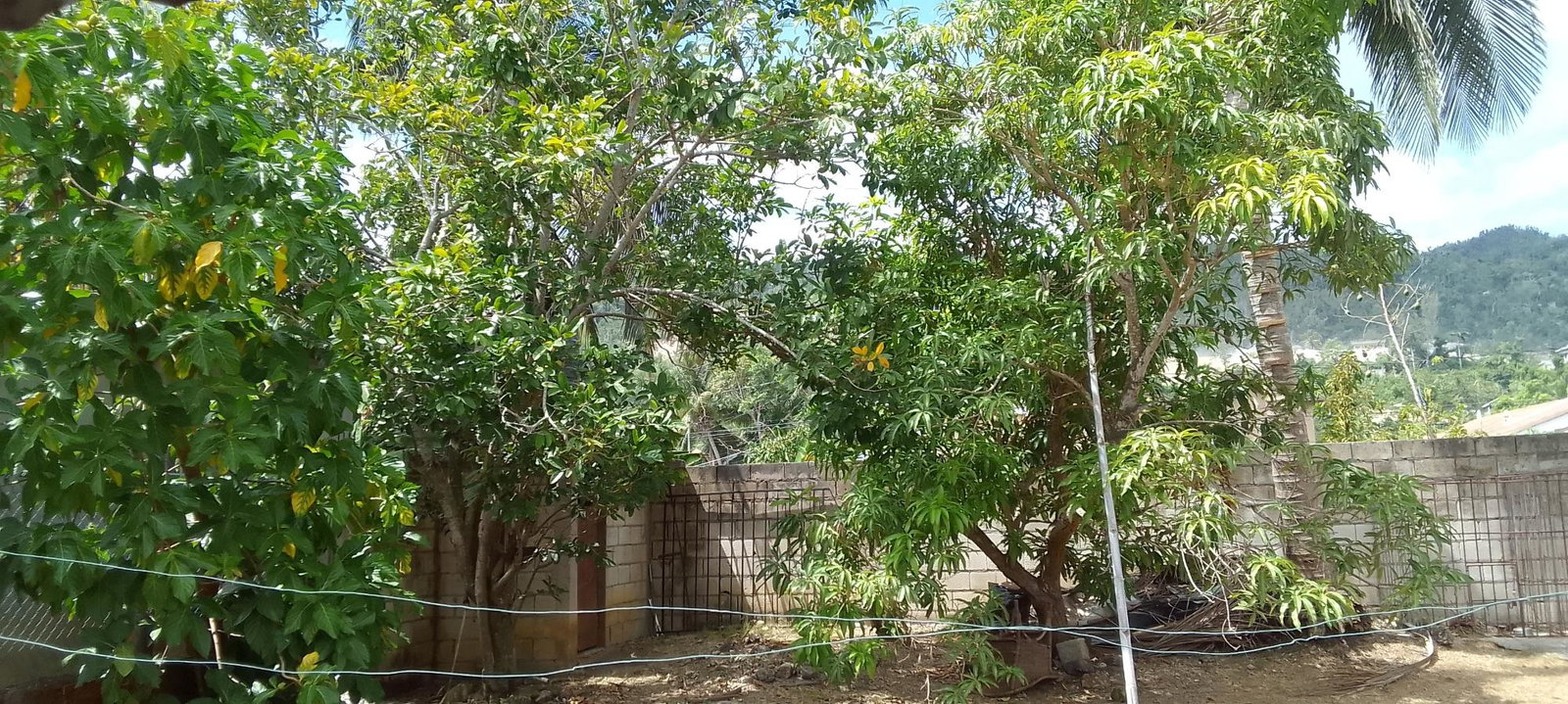 Twenty-Second image of Bogue Village, Montego ba in Bogue Village, St. James, Jamaica - property is For Rent