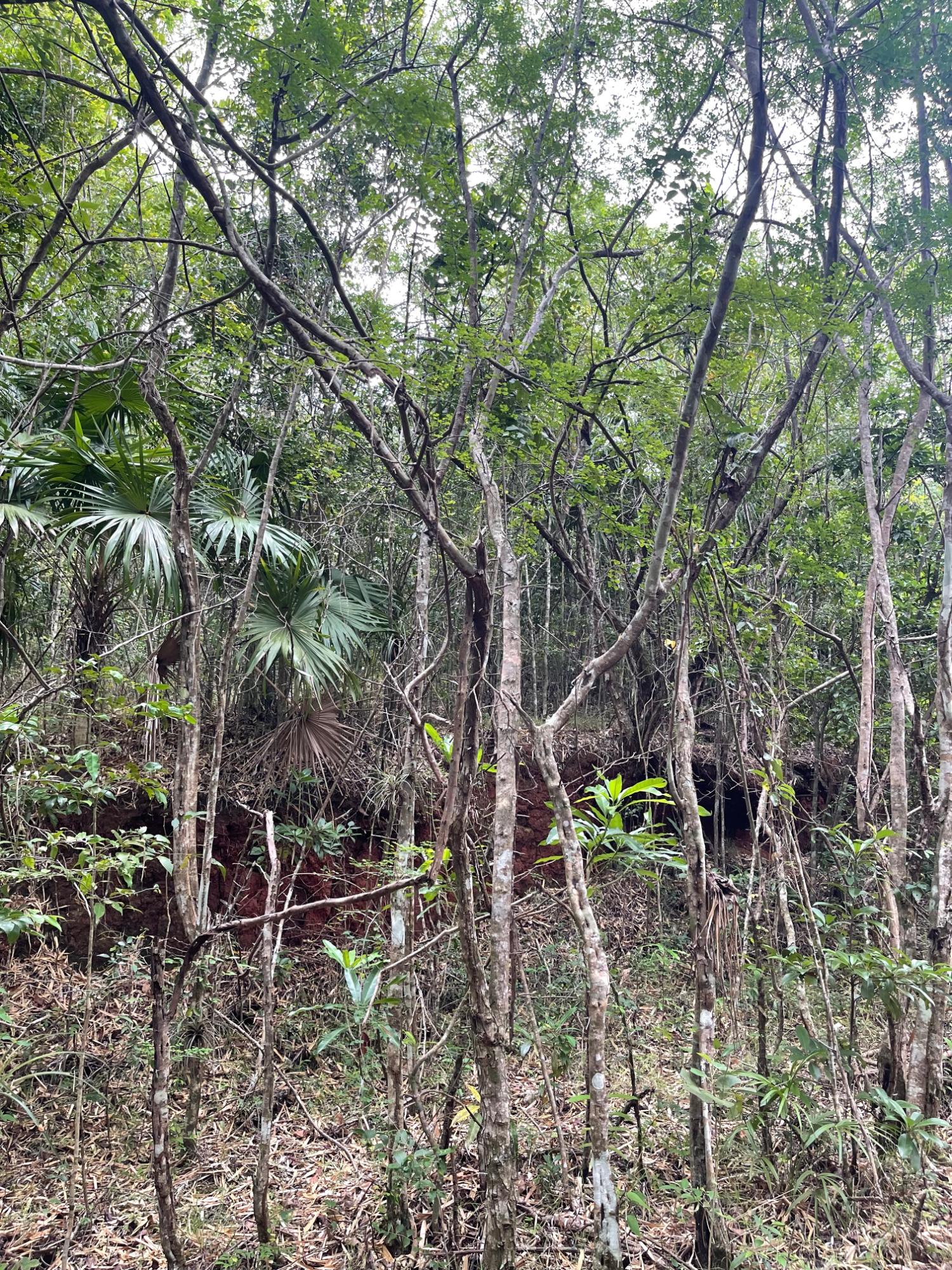 Third image of 1 Paul Mountain in Pauls Mountain, St. Catherine, Jamaica - property is For Sale
