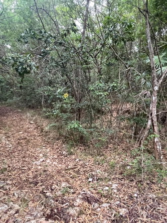 Fifth image of 1 Paul Mountain in Pauls Mountain, St. Catherine, Jamaica - property is For Sale