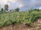 First image of Middlesex, St. Elizabeth in Middlesex, St. Elizabeth, Jamaica - property is For Sale