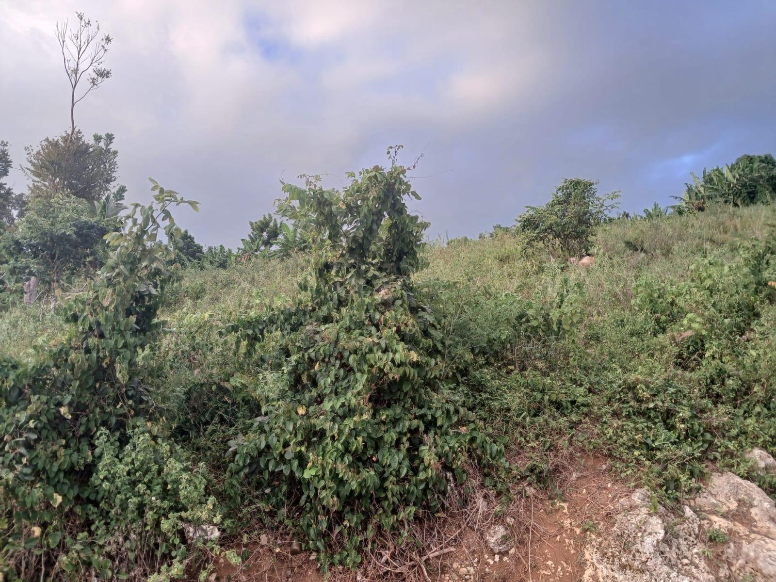 Second image of Middlesex, St. Elizabeth in Middlesex, St. Elizabeth, Jamaica - property is For Sale