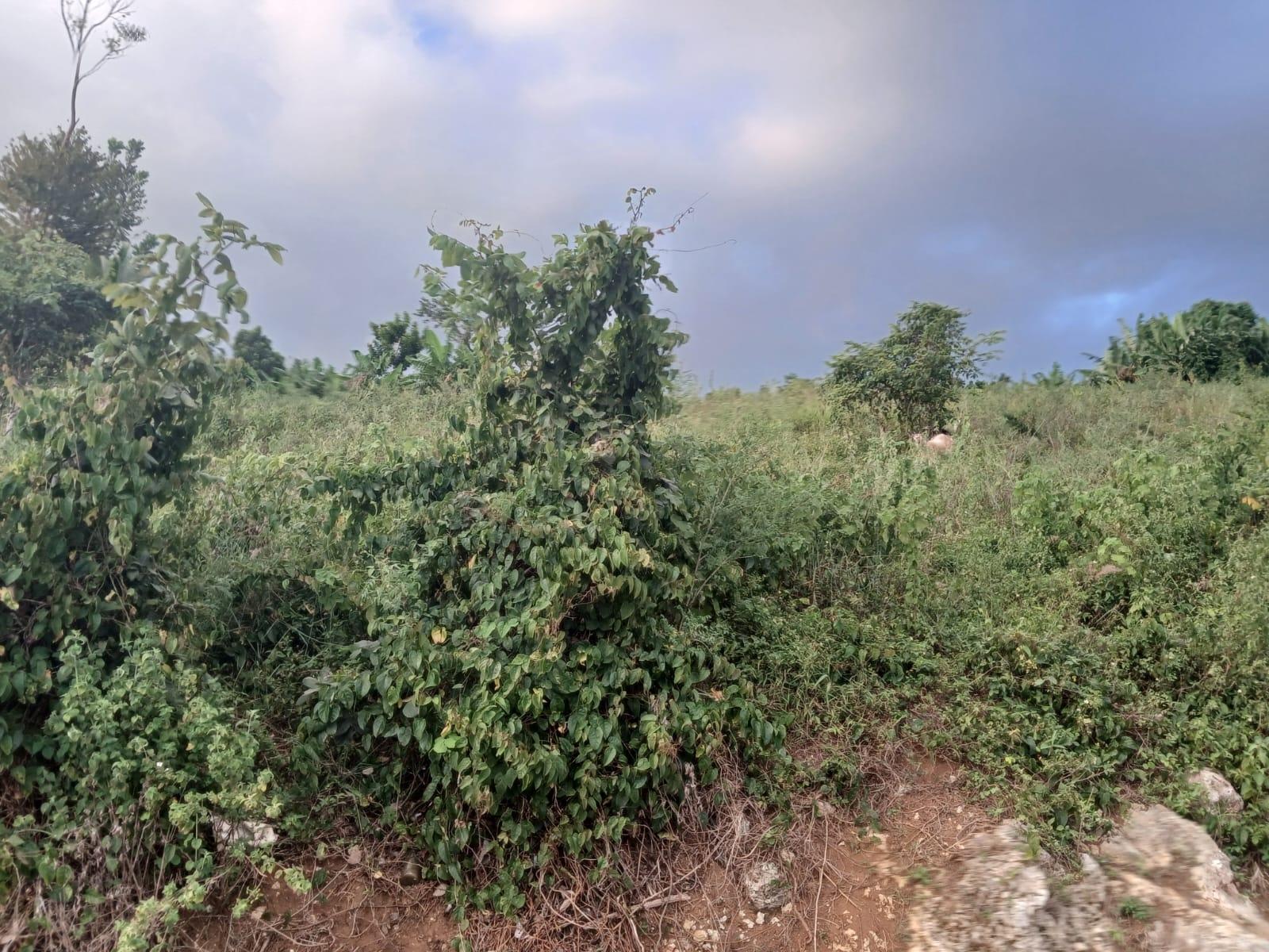 Fourth image of Middlesex, St. Elizabeth in Middlesex, St. Elizabeth, Jamaica - property is For Sale